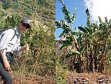 505 Jerome Ryan With Marijuana Plant And Banana Plant Near Tatopani